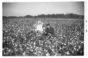 johnsons in a cotton field