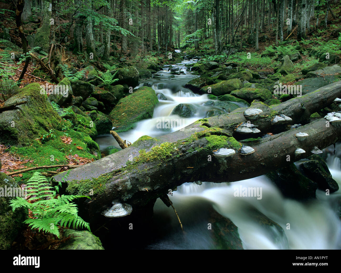 rhossony resulted from the convergence and divergence of many rivers of beings